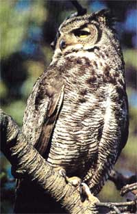 Great Horned Owl Facts and Habitats